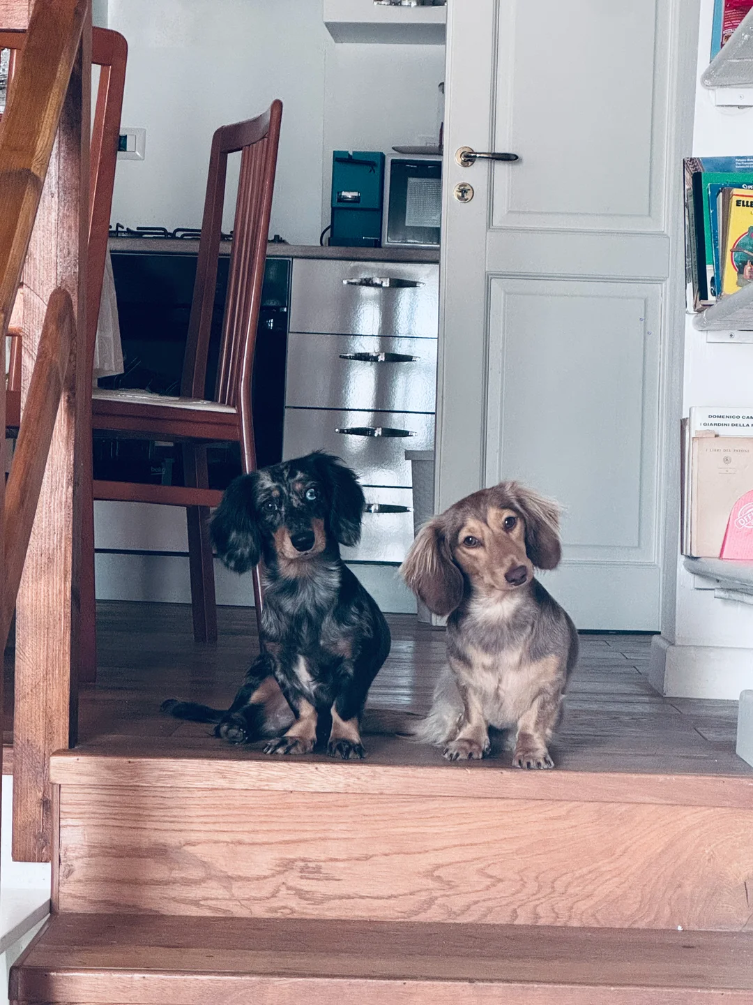 Stowe, left, and Arthur, right, sitting together on a kitchen step